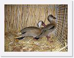 Ortschau Kaunitz 2008 266 * Amazonasenten von Josef Hemel Preis sg 94 Z * 2560 x 1920 * (2.42MB)